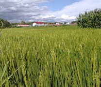 水稻抽穗結實期六項管理技術