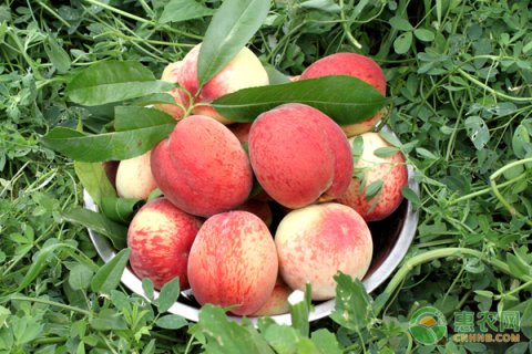 水蜜桃的高產種植技術及病蟲害防治