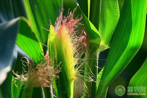 玉米“超生”的原因及防治措施