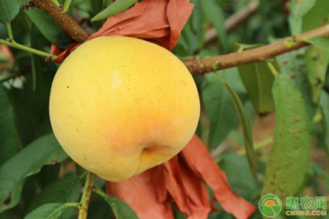提高黃桃產量和品質的栽培管理技術有哪些？