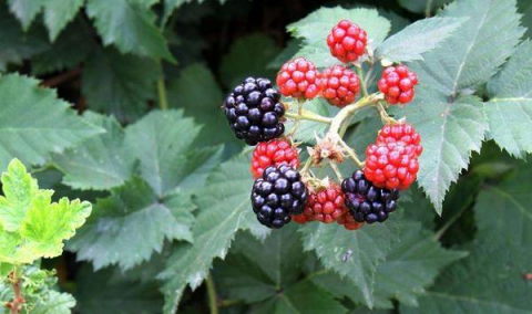 高產黑莓需要掌握的種植技術有哪些？